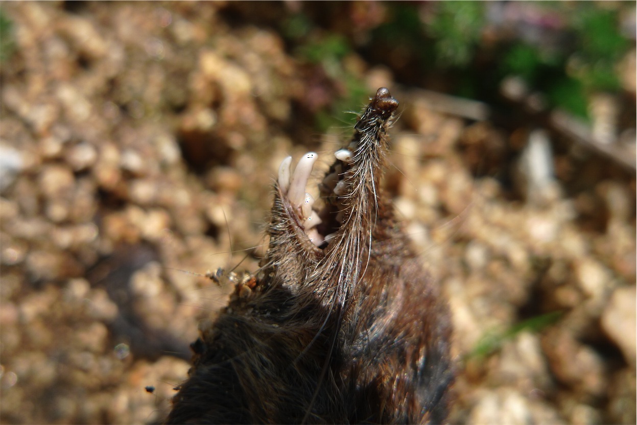 Crocidura pachyura - Sardegna